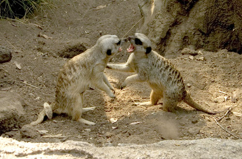 meercats wrestling