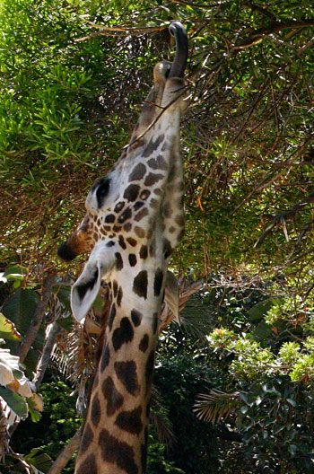 giraffe tongue