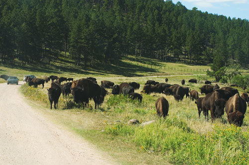 09-09-455-road-bison.jpg