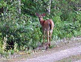 deer-7.22.04.jpg