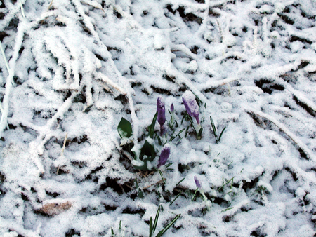 AprSnow2.04.25.04.jpg