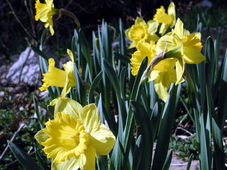 Daffodils05.09.04.jpg