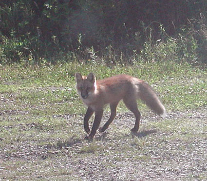 Fox-1.jpg