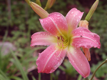 Garden-lily2.jpg