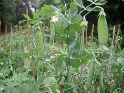 Garden-peas.jpg