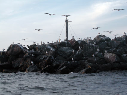 Wedding-gulls.jpg