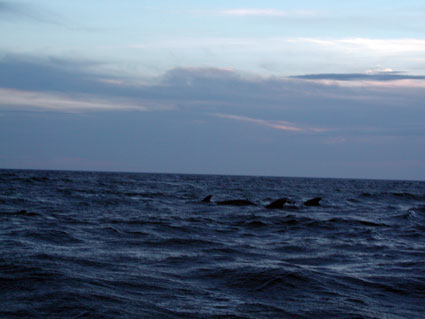 Wedding-whales.jpg