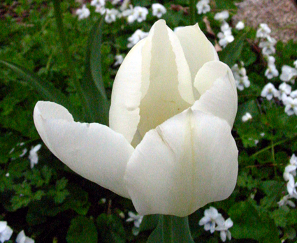 White-tulip-06.03.04.jpg