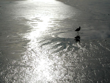 beach-bird.jpg