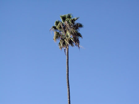 palm-tree.jpg