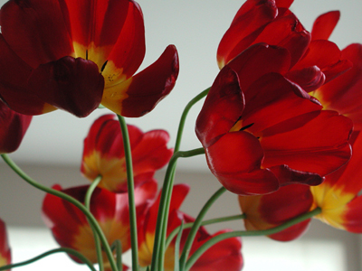 red-tulips06.05.04.jpg