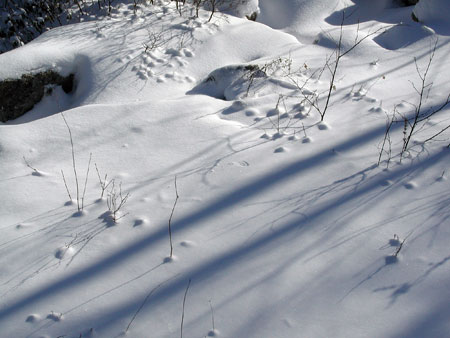 snow.-12.28.04.tracks.jpg