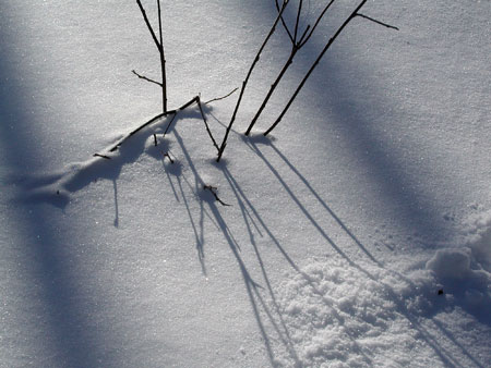 snow12.28.04.twigs.jpg