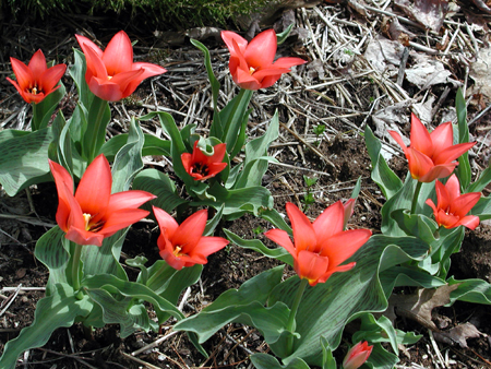 tulips05.09.04.jpg