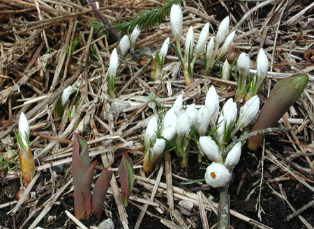 white-crocus-closed04.18.04.jpg