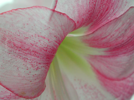 abstract-lilies2.jpg