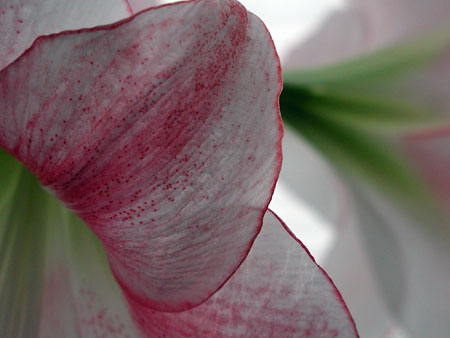 abstract-lilies3.jpg