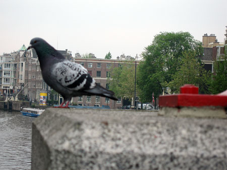 amst-bird.jpg