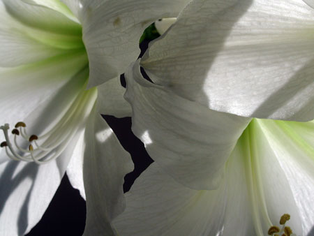 calla-lilies.jpg