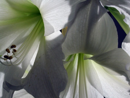 calla-lilies3.jpg