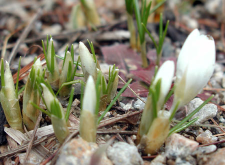 crocus-1.jpg