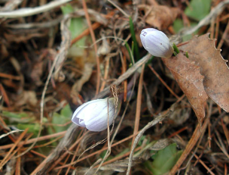 crocus-2.jpg