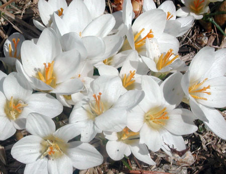 crocus-blooms-2.jpg