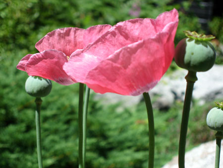 pink-poppies.jpg