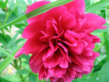 red-peony.jpg