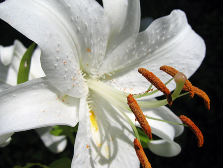 white-lily.jpg