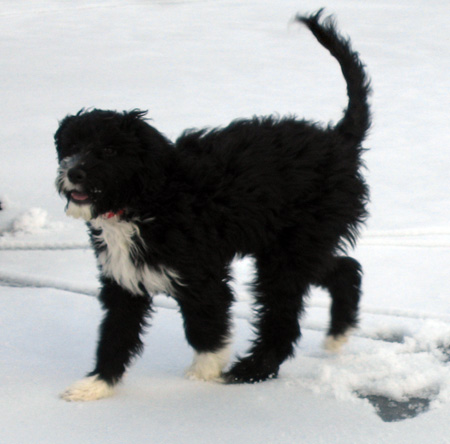 Lila-on-ice.jpg