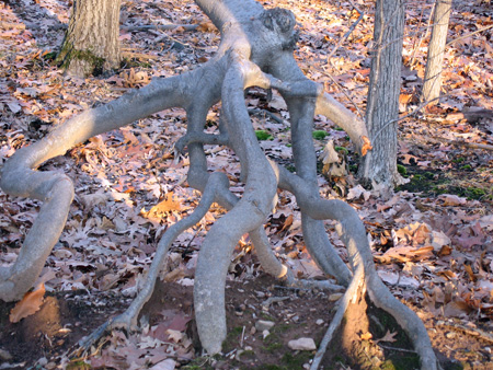 Mills-tree-stump.jpg