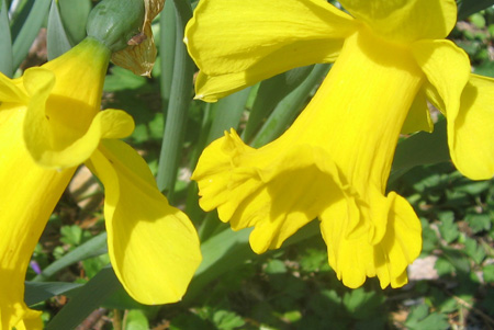 daffodils.jpg