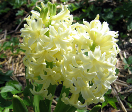 hyacinths.jpg