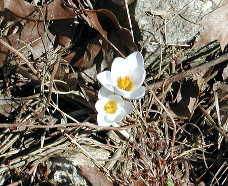 Crocus-4.10.04.jpg