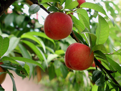 peach-tree.jpg