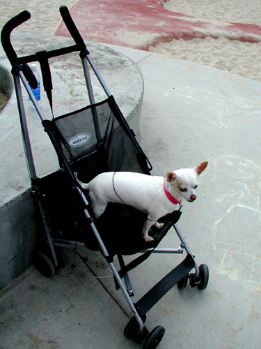 stroller-dog.jpg