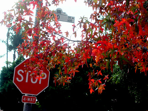 autumn-stop.jpg