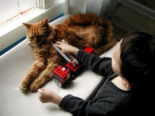 cat-on-fire.jpg